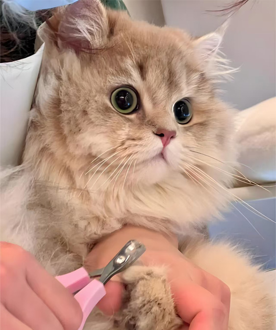 Kedi Tımar Ürünleri: Kitty'nizi temiz ve rahat tutmak