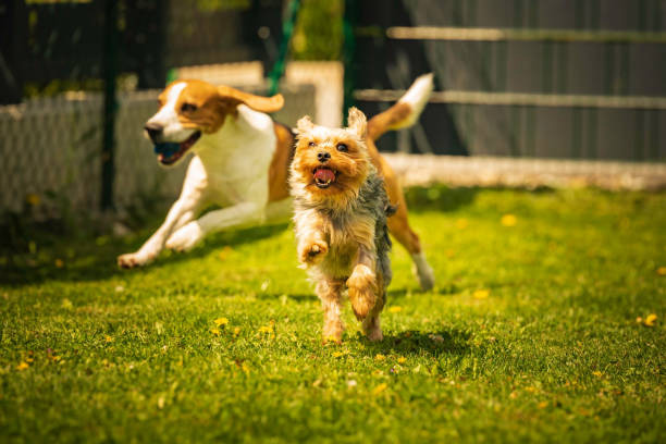 Başarılı Köpek Yürüyüşleri İçin Akıllı İpuçları: Yavrunuzu profesyonel gibi eğitin