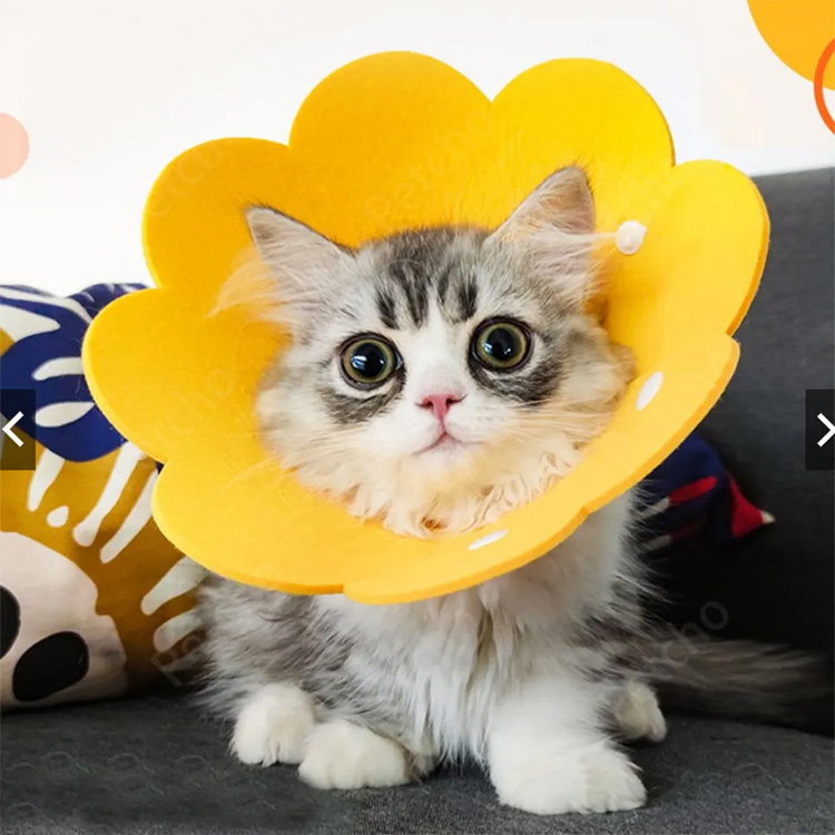 Pet Cone Elizabeth koruyucu kurtarma köpek kedi yakalı hissetti